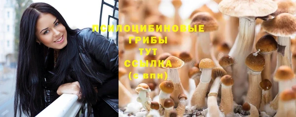 хмурый Аркадак
