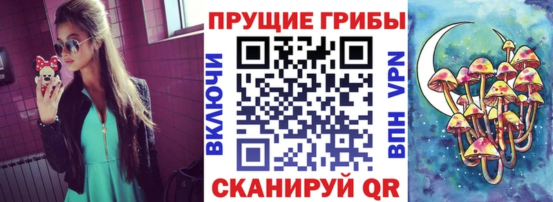 магазин продажи   Малоярославец  Псилоцибиновые грибы Cubensis 